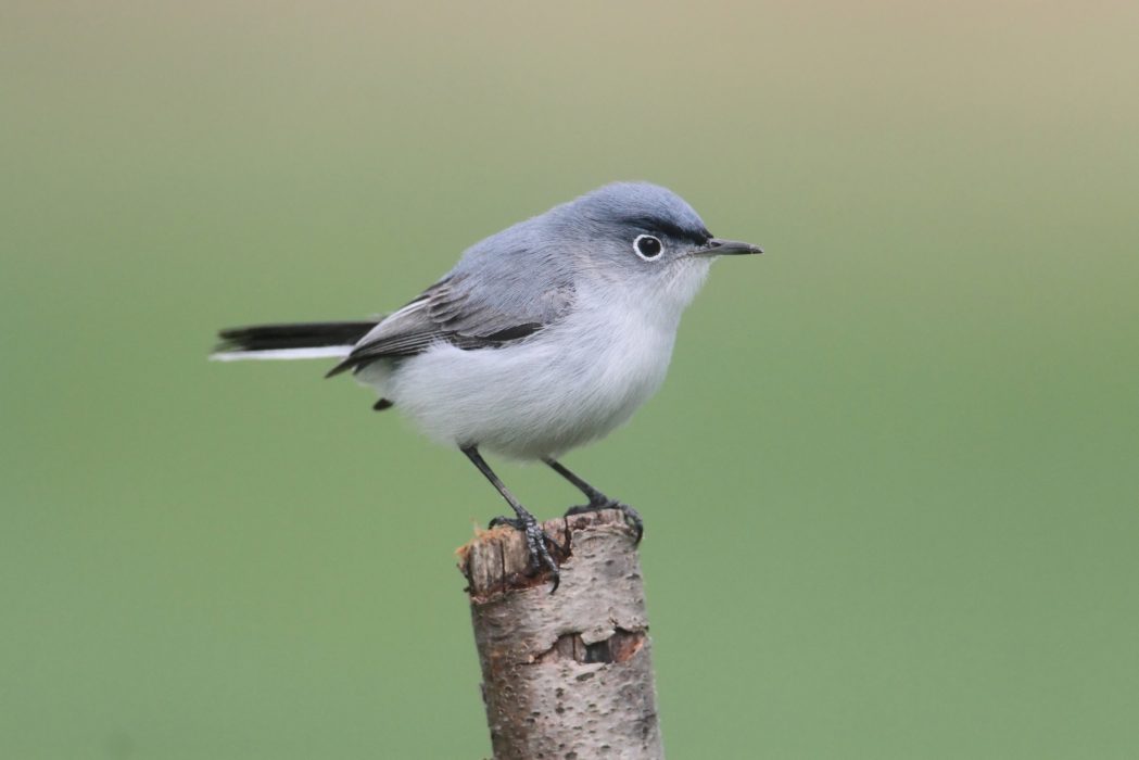 Blue-gray Gnatcatcher