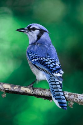 Blue Jay for identification