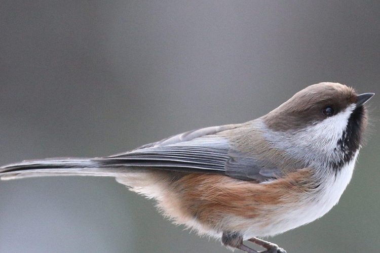 Boreal Chickadee