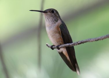 Broad tailed Hummingbird female 2