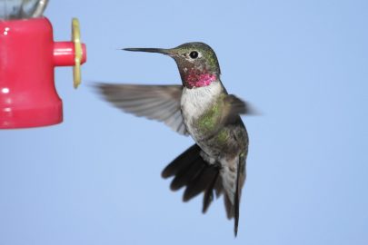 Broad-tailed Hummingbird male (Selasphorus platycercus)