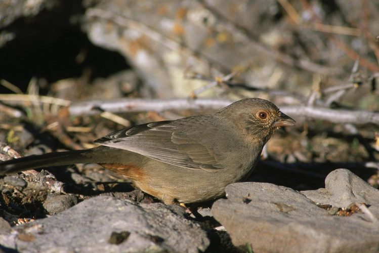 California Towhee