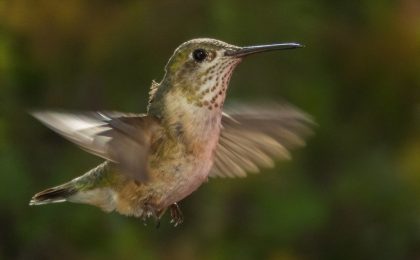 Calliope hummingbird female