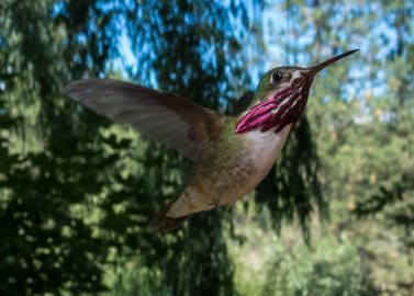 Calliope hummingbird male