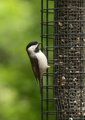 Carolina Chickadee