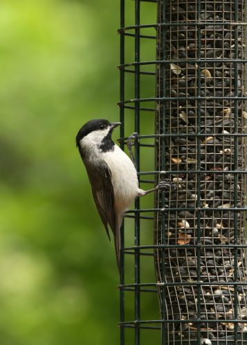 Carolina Chickadee