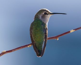 Costa's hummingbird female