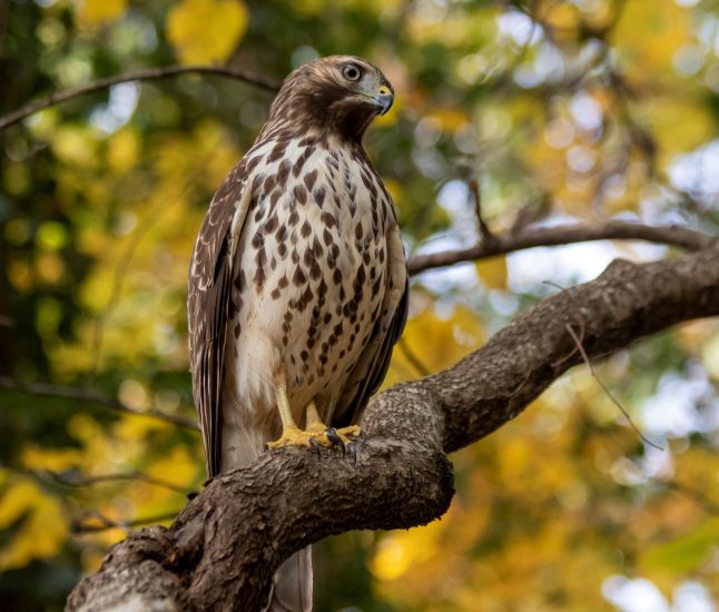 Cooper's Hawk