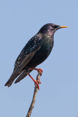 European Starling for identification