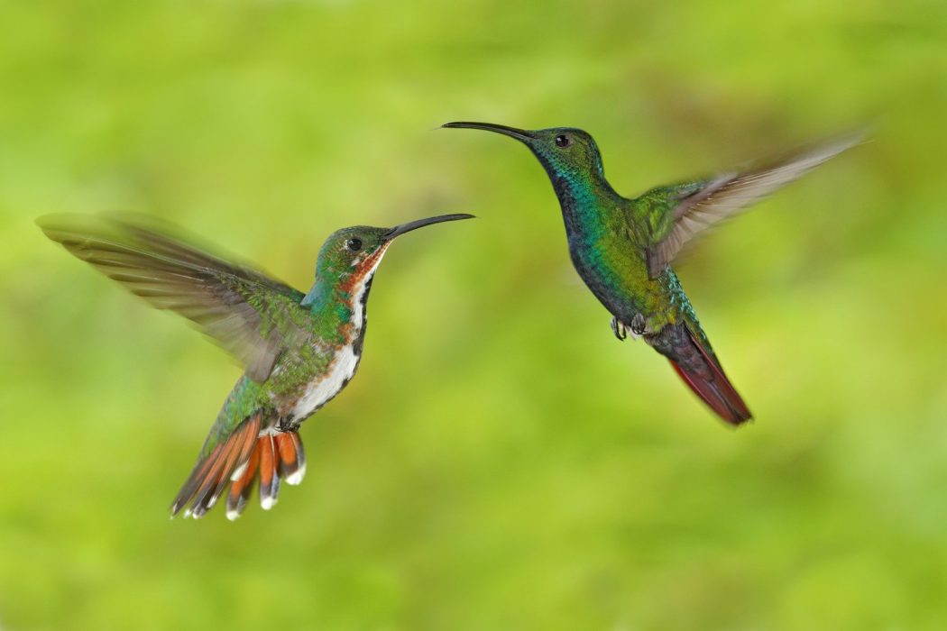 Green-breasted Mango male and female pair