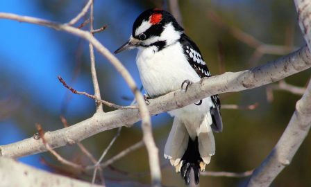 Hairy woodpecker Hairy woodpecker