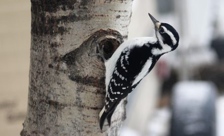 Hairy woodpecker female Hairy woodpecker female
