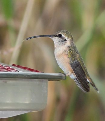 Lucifer Hummingbird female