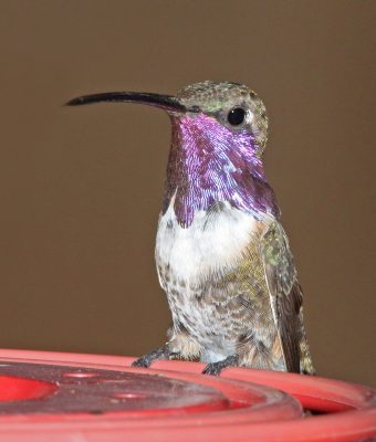 Lucifer hummingbird male