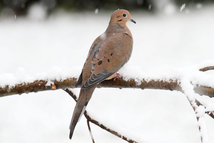 Mourning Dove