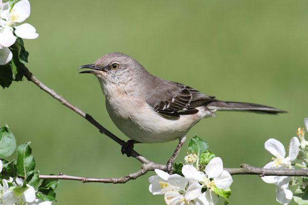 Northern mockingbird for identification