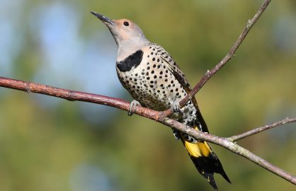 Northern flicker female yellow shafted