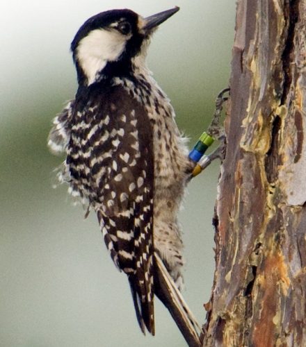 Red Cockaded Woodpecker