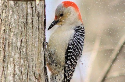 Red-bellied woodpecker female