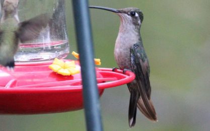 Rivolis hummingbird female cc