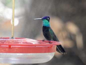 Rivolis hummingbird male