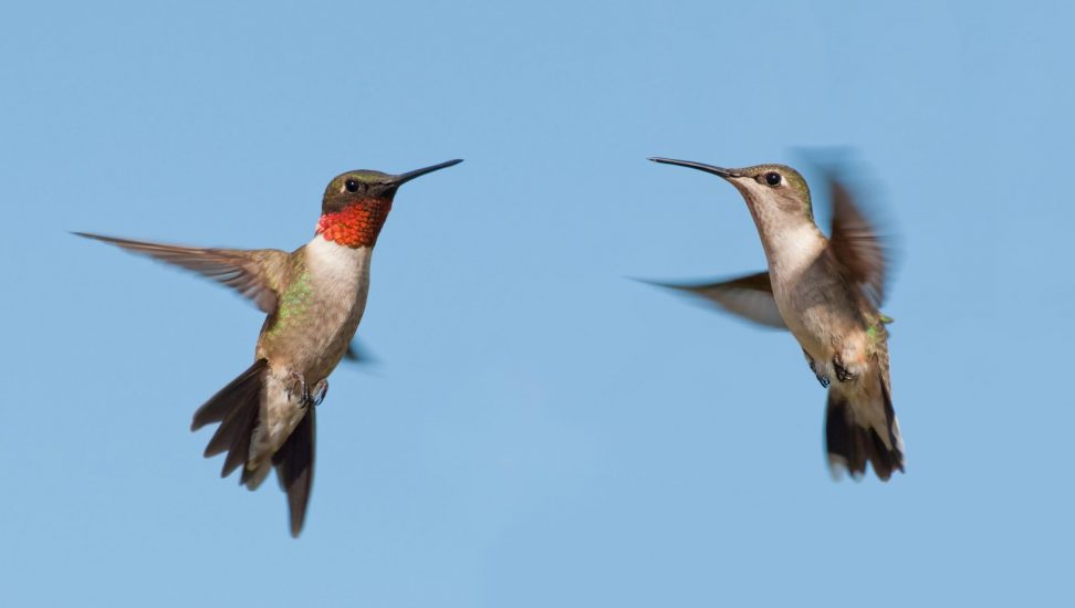 Ruby throated hummingbirds
