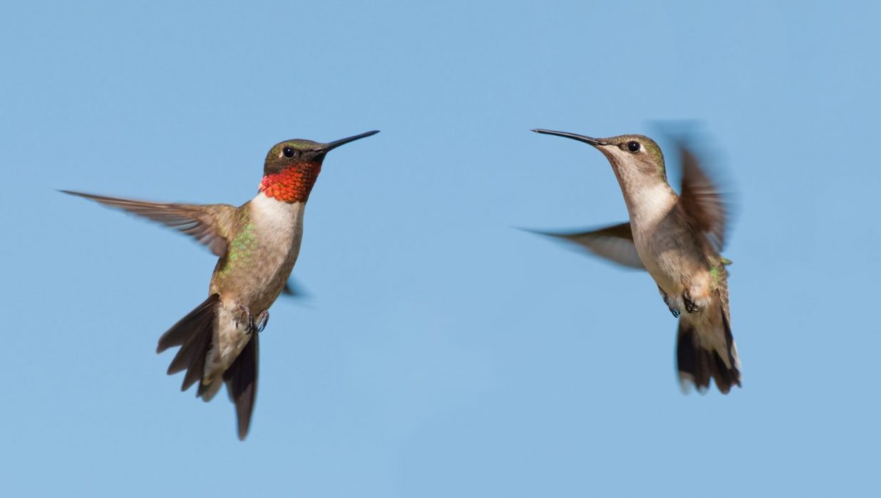 Ruby throated hummingbirds