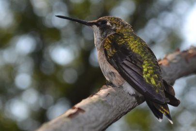 Ruby throated hummingbird female