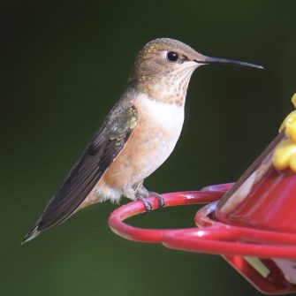 Rufous Hummingbird female