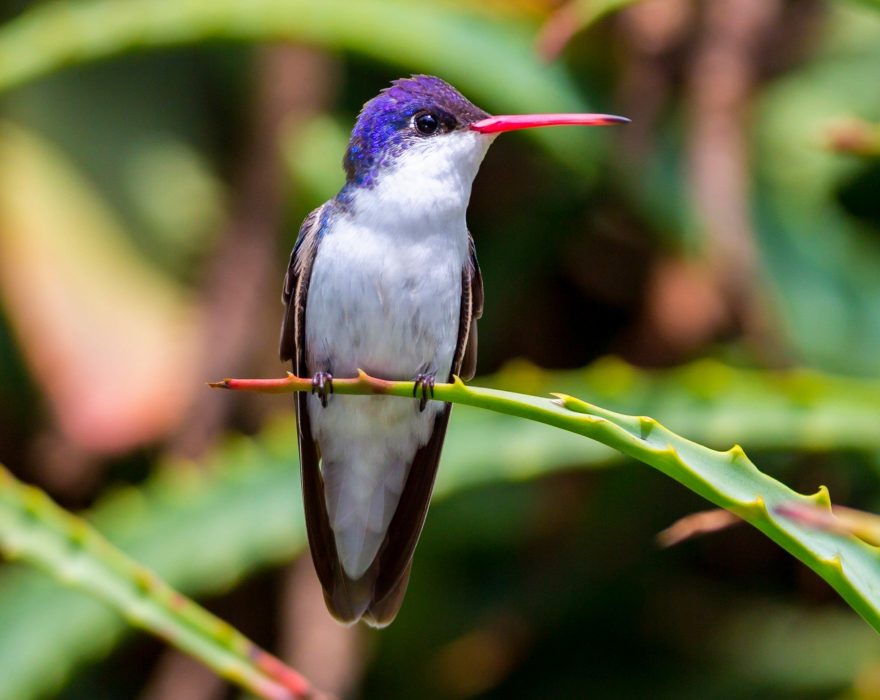 Violet-crowned Hummingbird