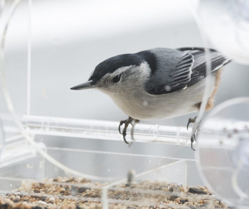 White breasted nuthatch for identification