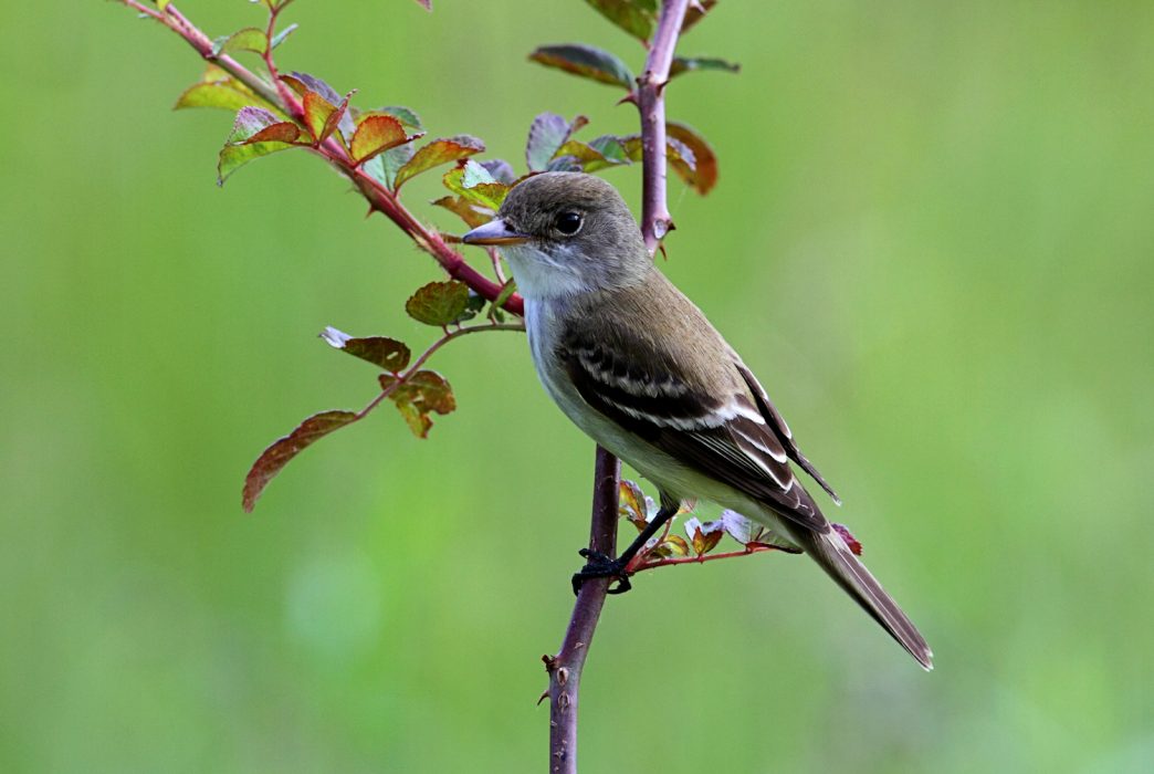 Willow Flycatcher