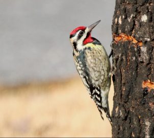 yellow bellied sapsucker