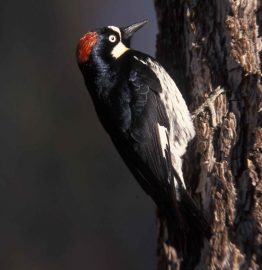 acorn woodpecker