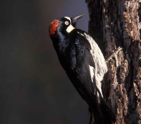 Acorn woodpecker