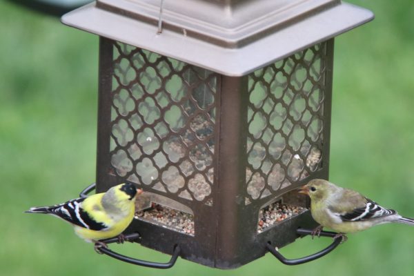 American Goldfinch for identification