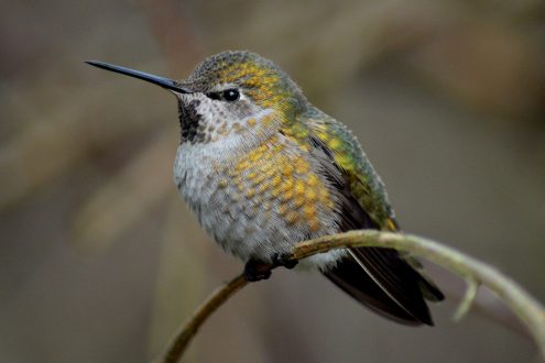 annas hummingbird female