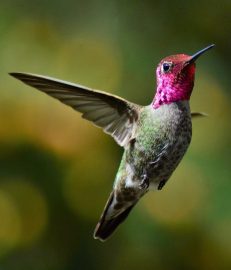 annas hummingbird male
