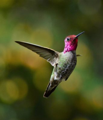 Anna's hummingbird male