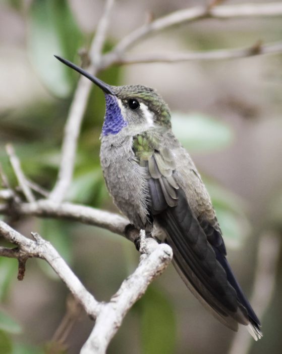 A Male Blue-throated mountain gem