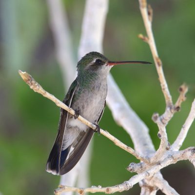 broad billed hummingbird female