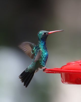 broad billed hummingbird male