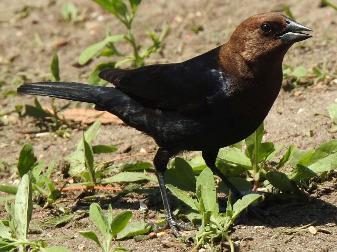 Brown-headed cowbird