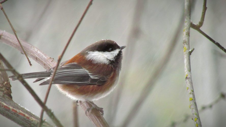 chestnut-backed-chickadee