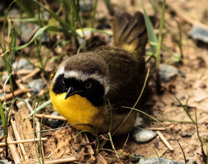 common yellowthroat