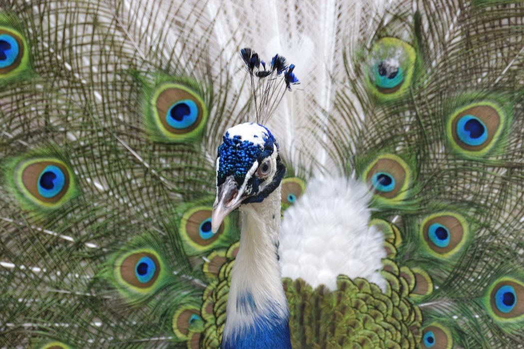 white peacock bird