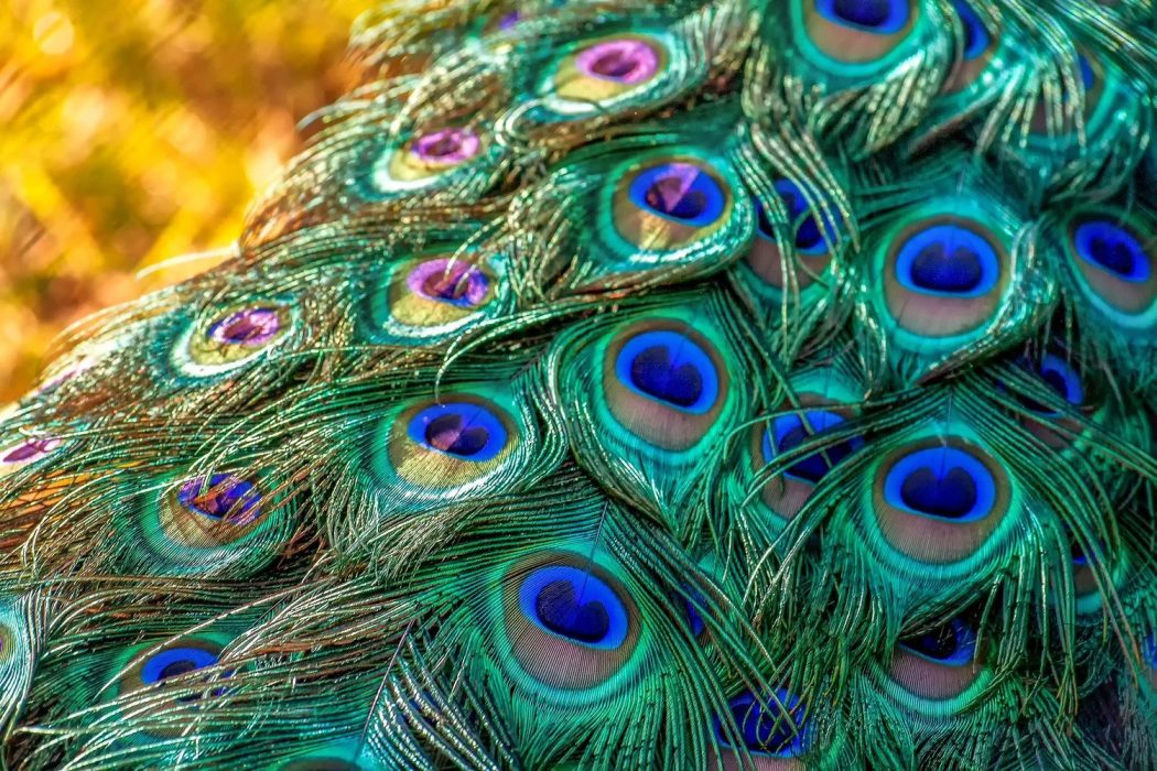 peacock feathers