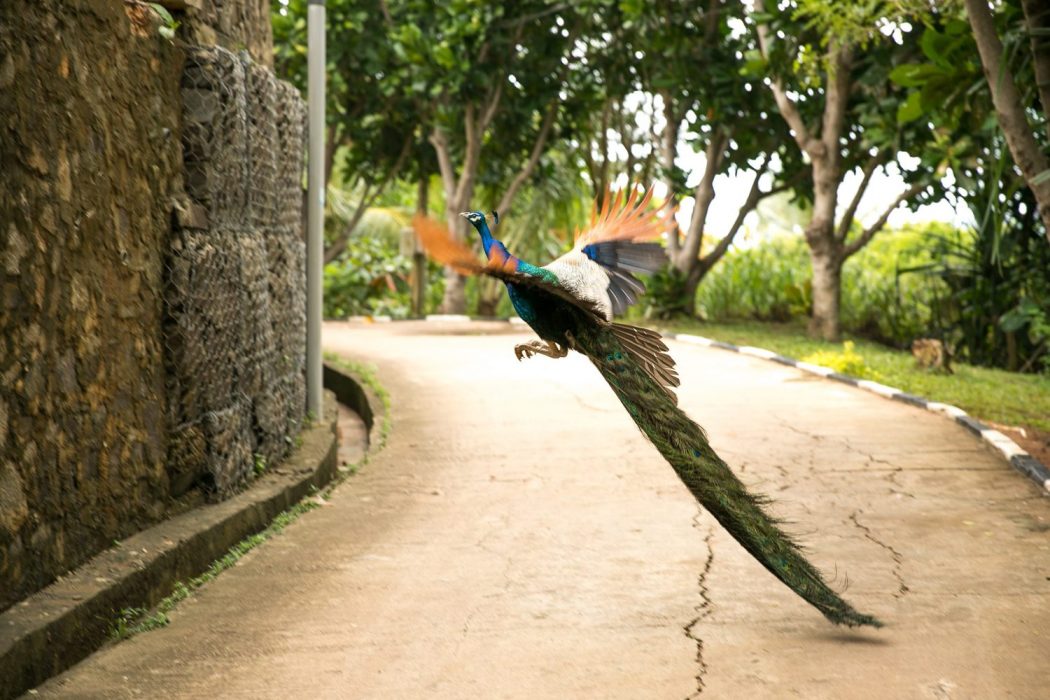 peacock flying