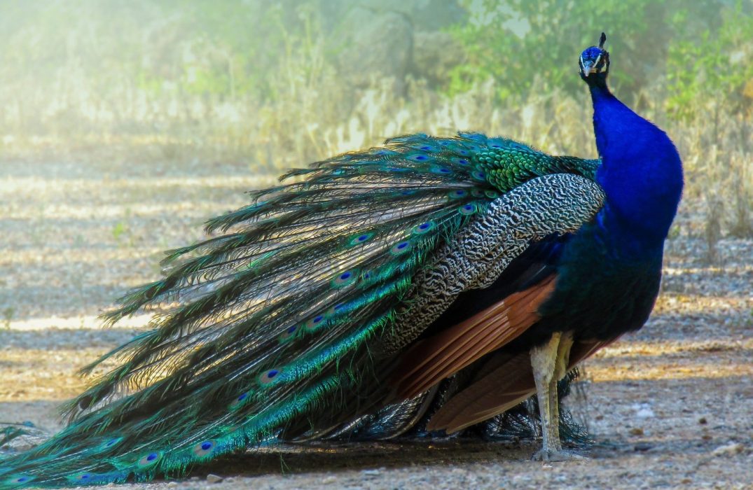 All About Peacocks Life And Facts