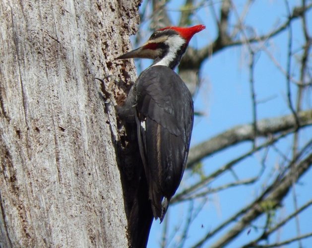 Woodpecker for indentification in New york NY